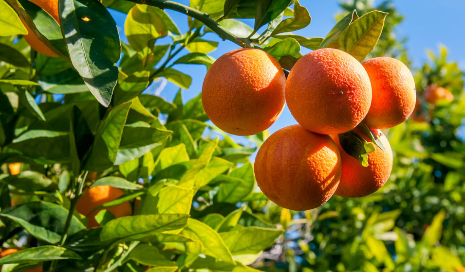 L’abonnement agrumes revient… avec des nouveautés !